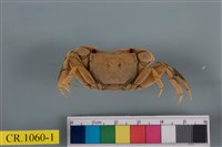 藏品(德氏仿厚蟹)的圖片